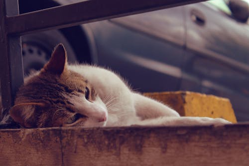無料 横たわっている猫のクローズアップ写真 写真素材