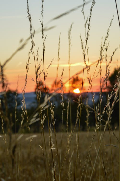 Gratis stockfoto met bomen, gras, landelijk