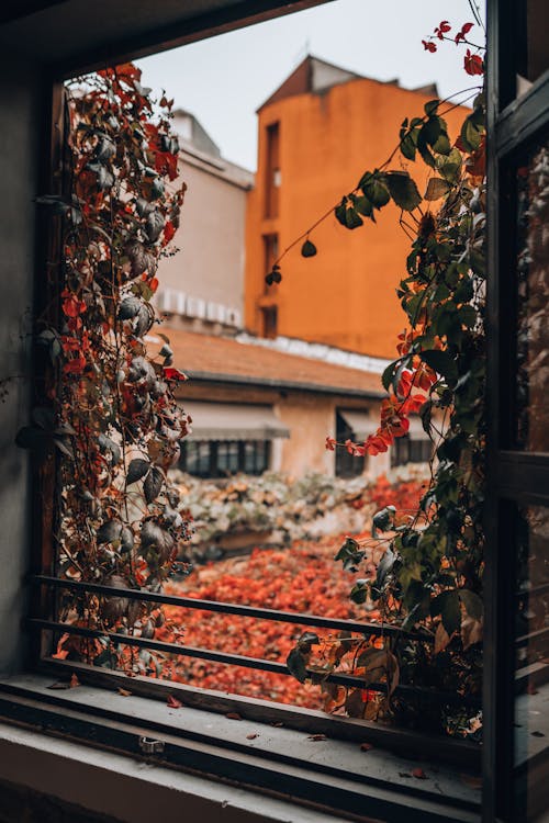 View of a Climbing Plant in Autumnal Colors near a Window