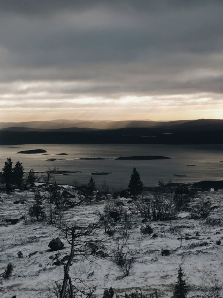 Trees And Lake In Winter