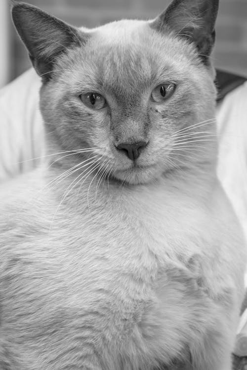Greyscale Photo of Cat