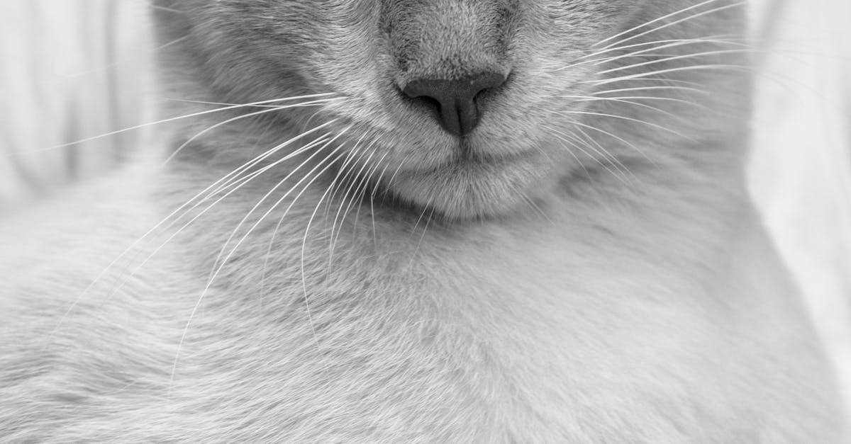 Greyscale Photo of Cat