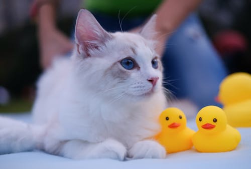 Close-Up Photo of Cat Near Yellow Rubber Ducklings