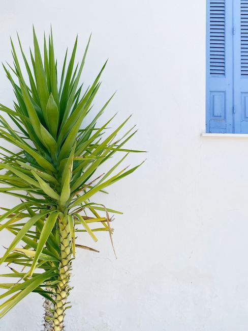 A green yucca plant stands against a white wall with a blue window, capturing a Mediterranean feel.