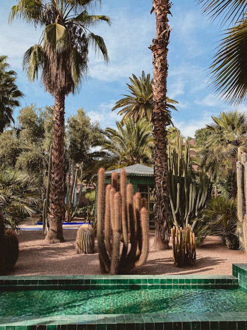 Immagine gratuita di albero, cactus, deserto