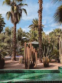 Explore the lush tropical oasis in Marrakech's botanical garden, featuring palms and cacti.