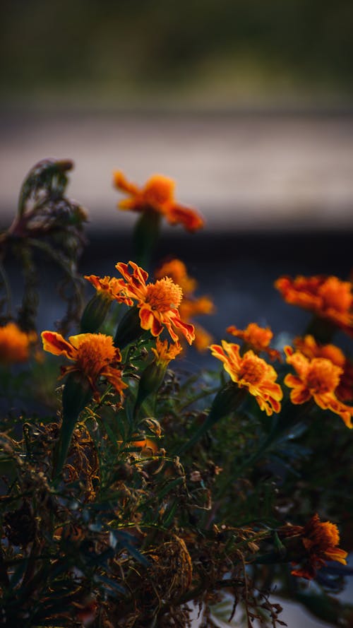 Close-up of Orange Flowers 
