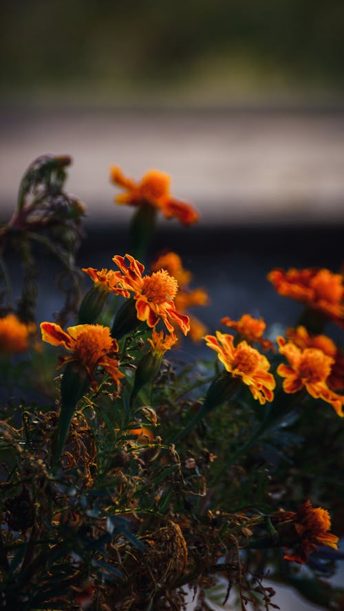 Δωρεάν στοκ φωτογραφιών με color, colorful, flowers