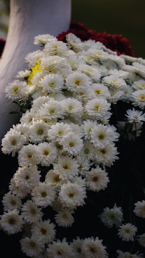 คลังภาพถ่ายฟรี ของ การถ่ายภาพดอกไม้, ดอกเบญจมาศ, ดอกไม้