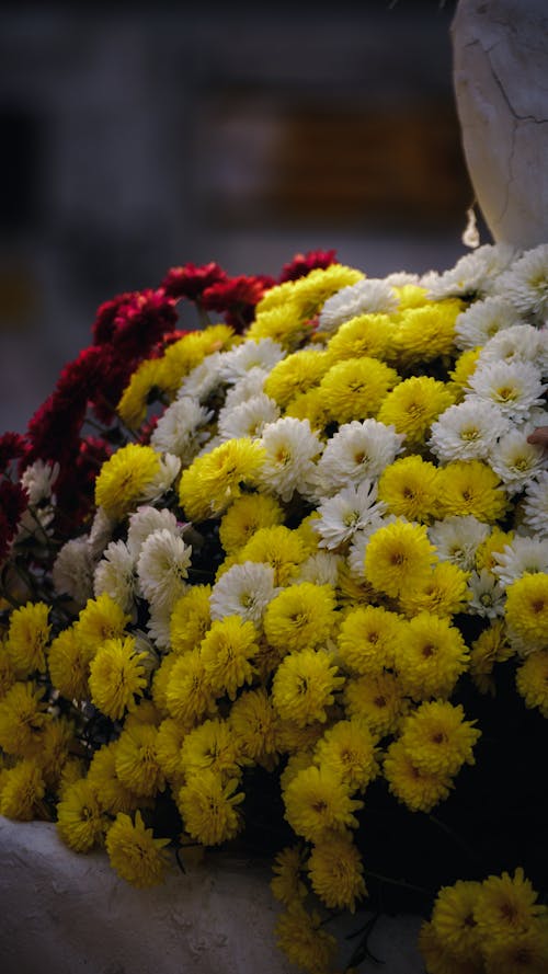 Δωρεάν στοκ φωτογραφιών με color, colorful, flowers