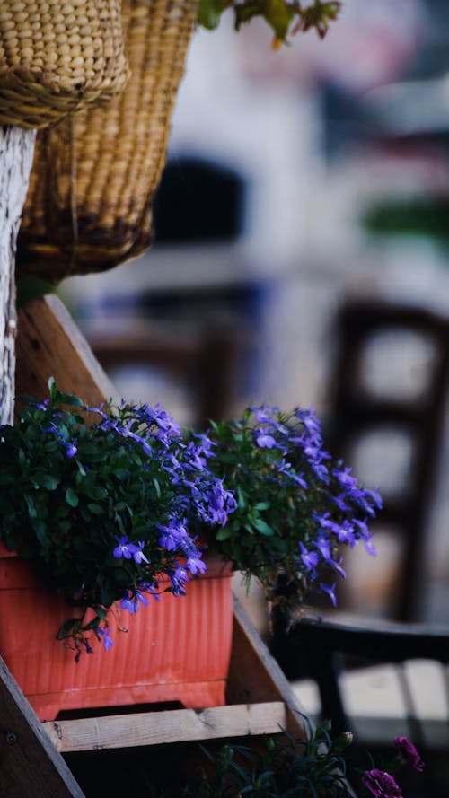 Δωρεάν στοκ φωτογραφιών με color, colorful, flowers