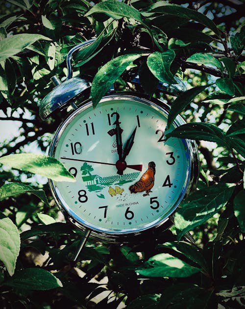 Photos gratuites de fermer, feuilles vertes, horloge