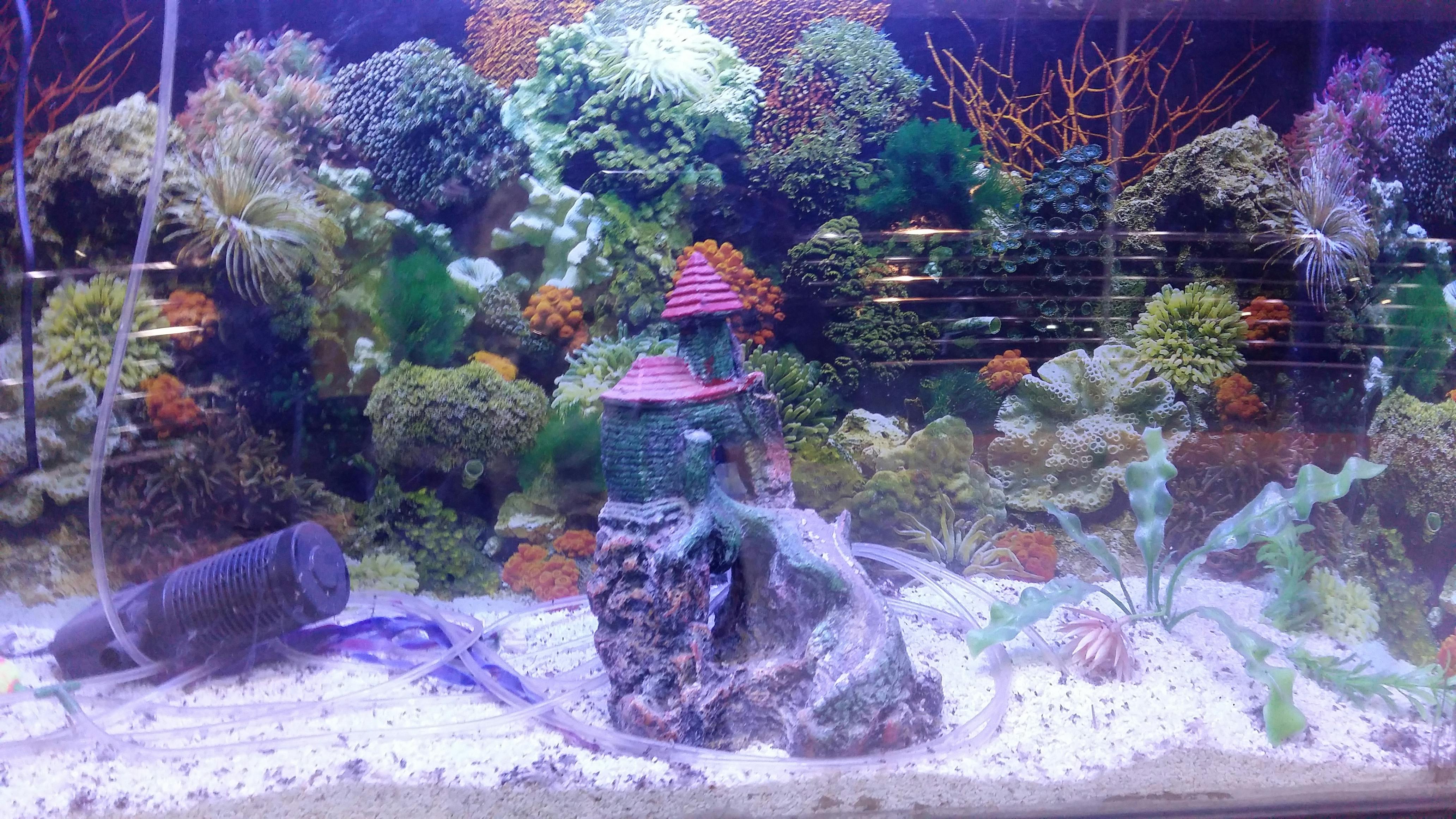 Free stock photo of fish tank