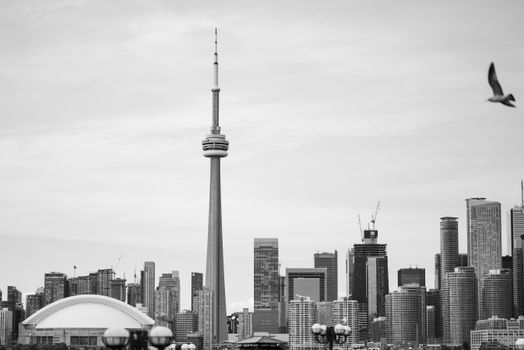 Stunning black and white photo of Toronto's skyline featuring the iconic CN Tower and cityscape.