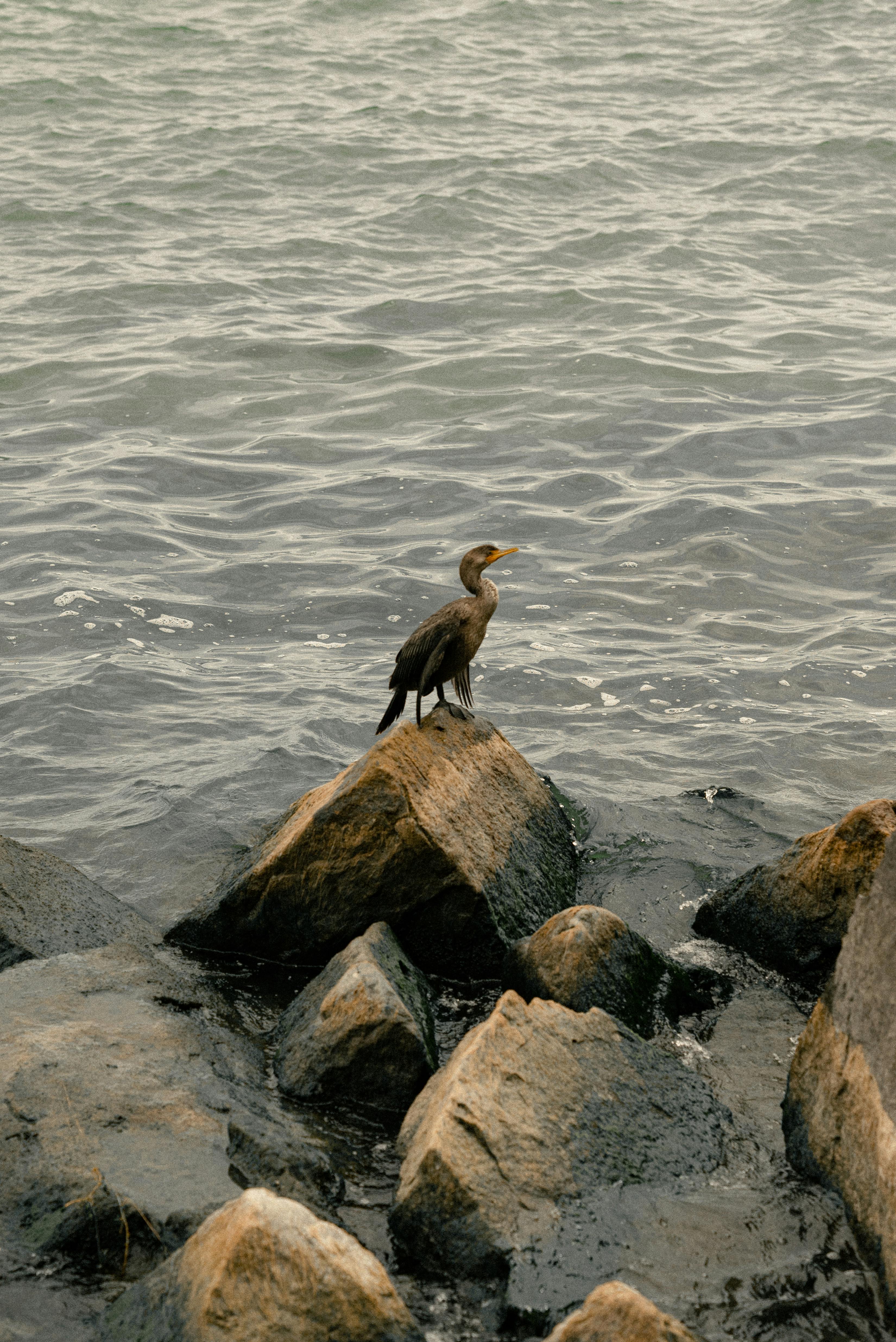 A lone bird stands on rocks at the edge of a lake, capturing a tranquil moment in nature.