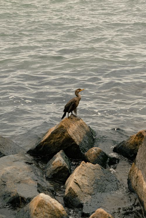 Free A lone bird stands on rocks at the edge of a lake, capturing a tranquil moment in nature. Stock Photo