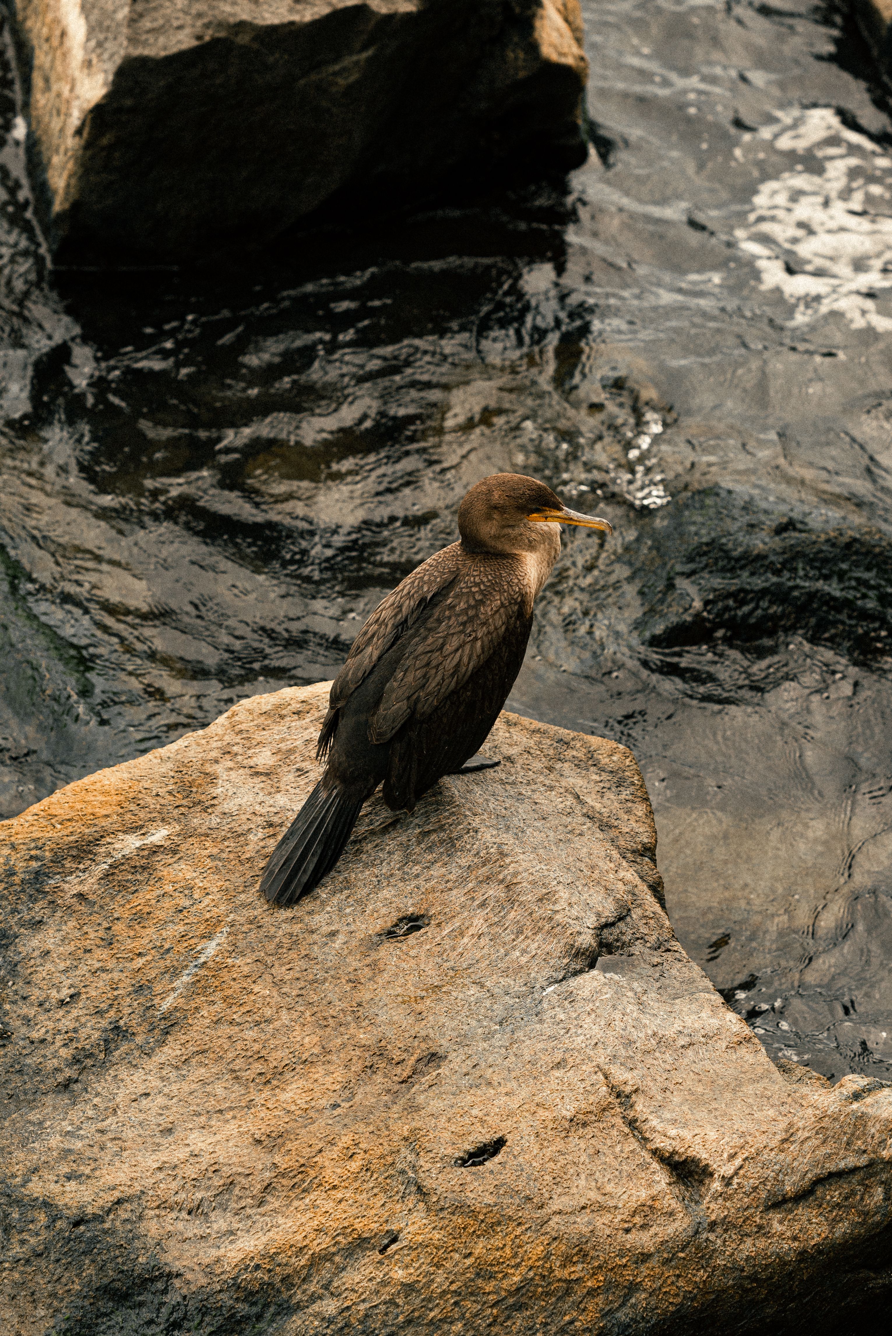A cormorant sits on a rock at the water's edge, showcasing its natural habitat by the sea.