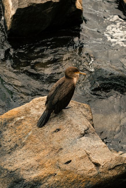 A cormorant sits on a rock at the water's edge, showcasing its natural habitat by the sea.