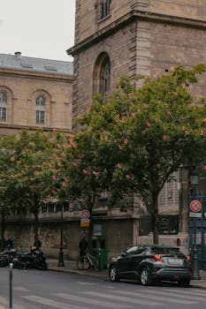 Quaint Paris street view with trees, cars, and historic architecture in the background.