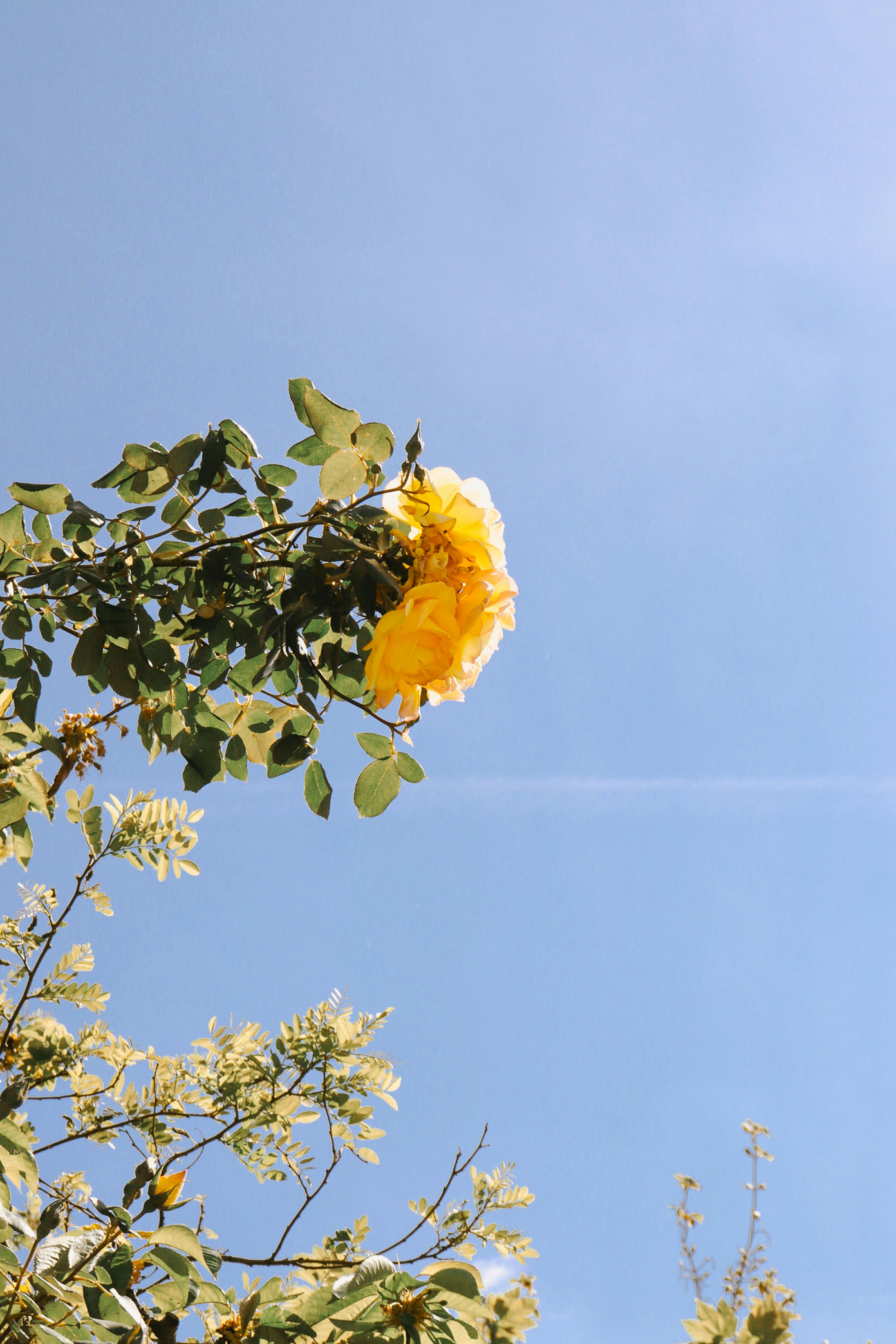 Vibrant yellow rose blooming against a clear blue sky in summer Paris, ideal for nature lovers.