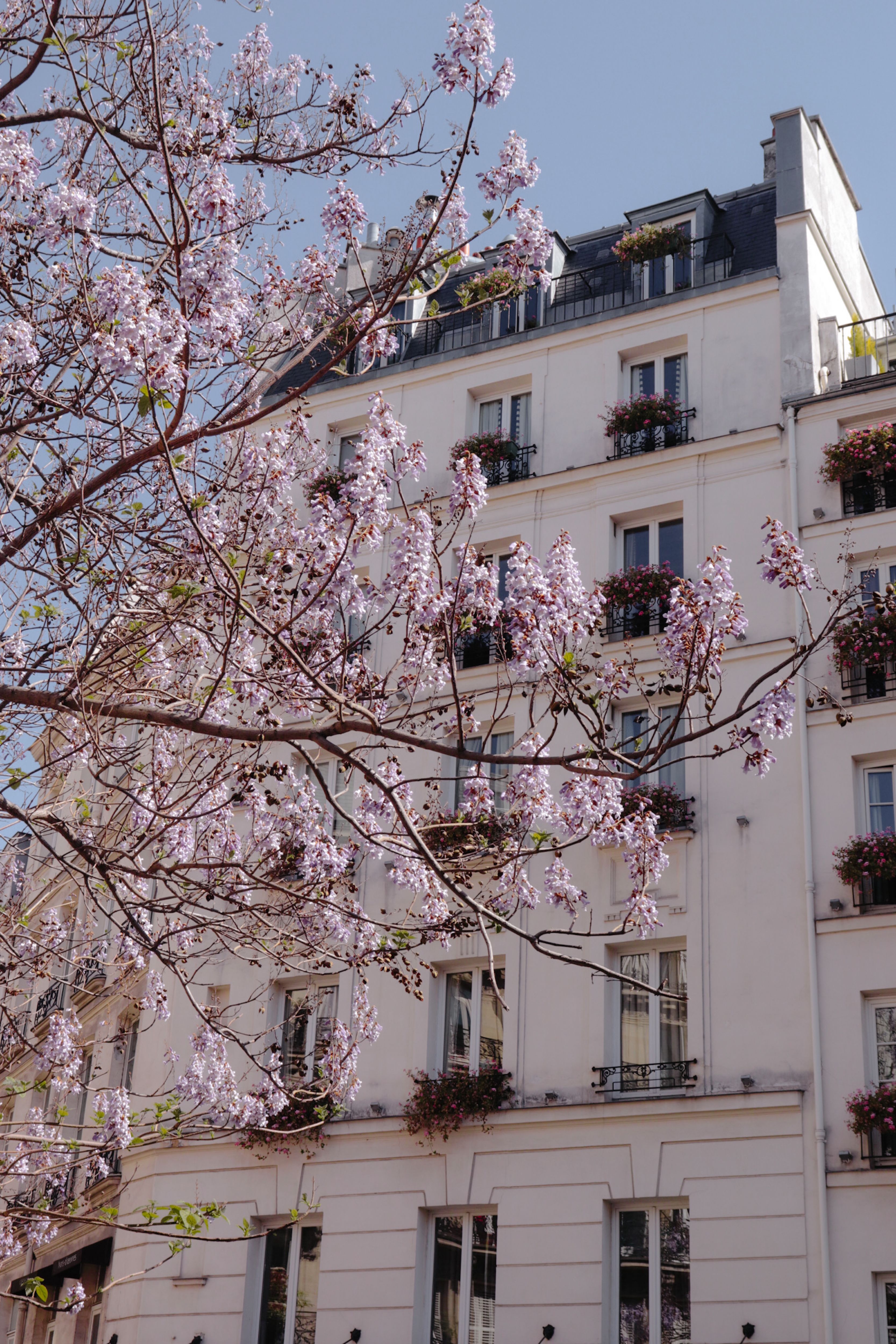 Elegant Parisian building framed by cherry blossoms in springtime.