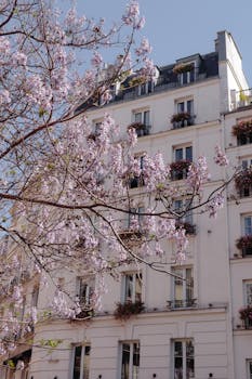Elegant Parisian building framed by cherry blossoms in springtime.