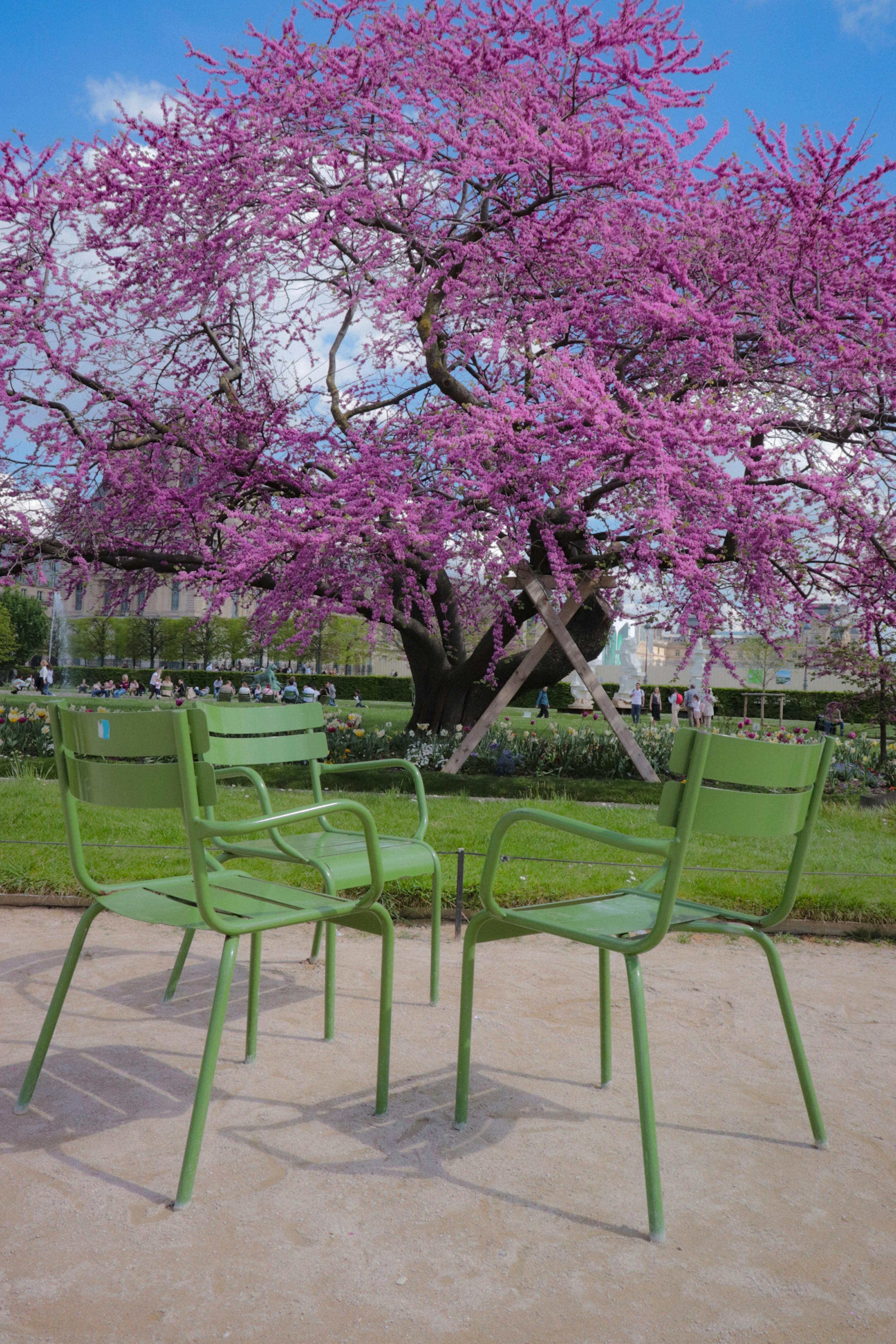 Vibrant green chairs under a blooming cherry blossom tree in a Paris park.