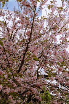 Beautiful cherry blossom tree in full bloom on a sunny spring day in Paris, France.