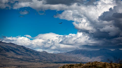 Imagine de stoc gratuită din andean condor, Argentina, condor