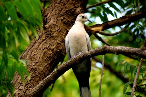 Free Weißer Und Grauer Vogel Thront Auf Baum Stock Photo