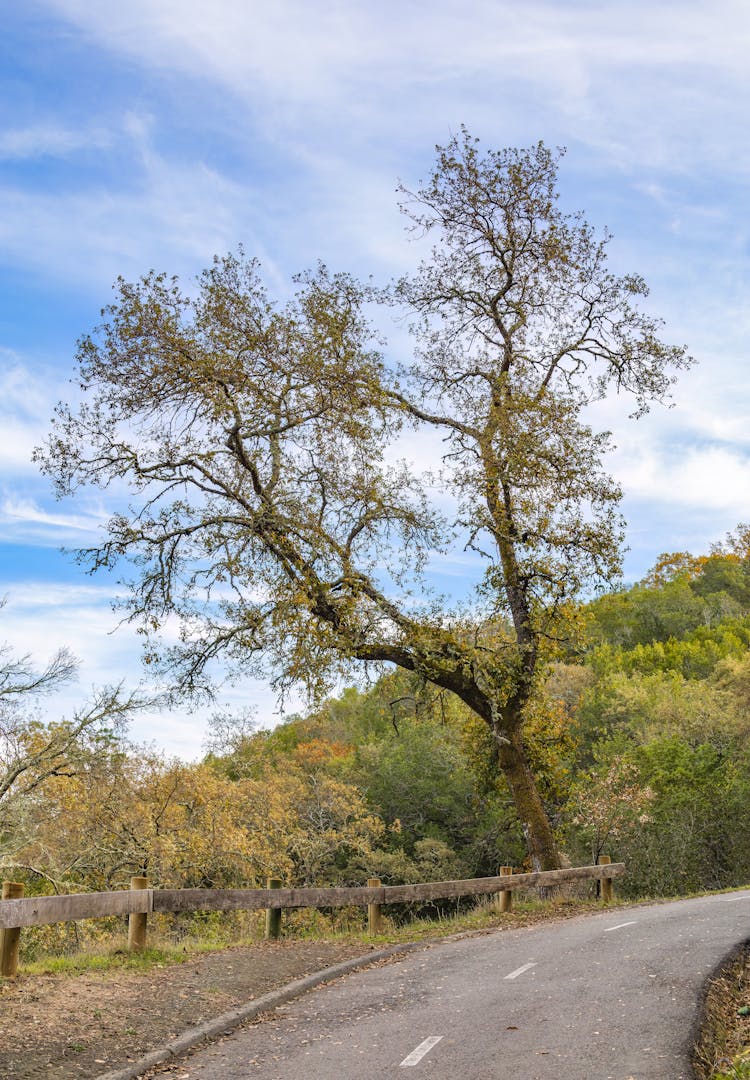 Road And Tree Landscape