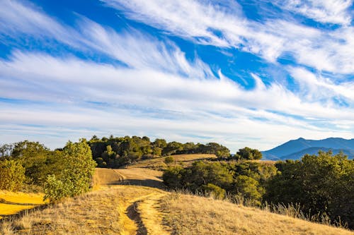 Fotos de stock gratuitas de árboles verdes, campo de hierba, cielo azul