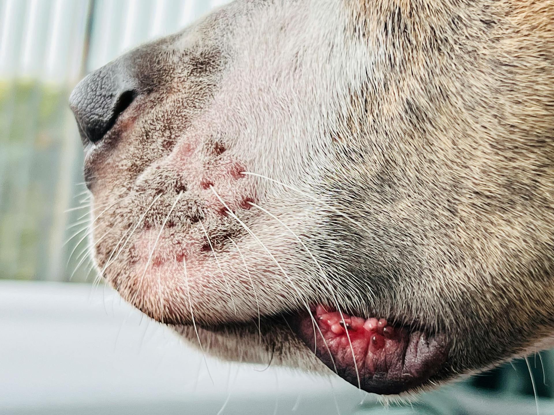 Vue d'ensemble de la bouche et du nez d'un chien