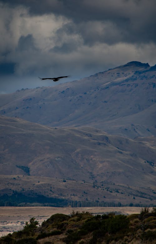 Imagine de stoc gratuită din andean condor, Argentina, condor