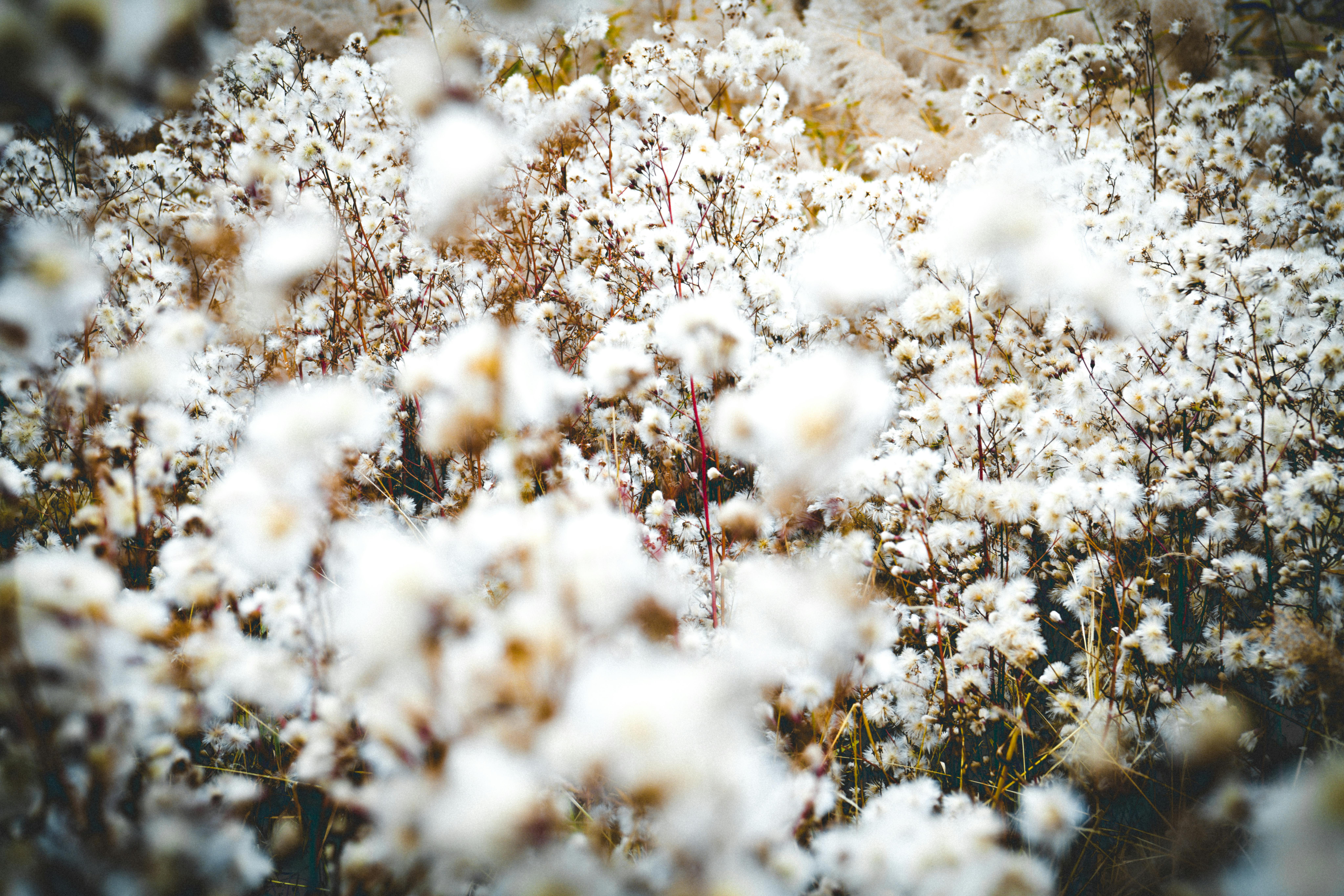 Regenerative Cotton Is Sequestering Carbon—The 2026 Fabric