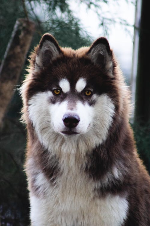 Siberian Husky