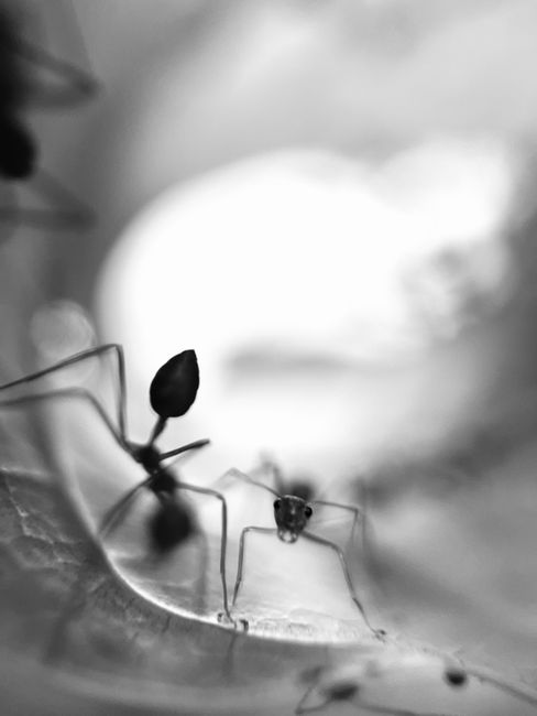 Fotomural Fotografía macro en monocromo capturando hormigas en foco sobre una hoja.