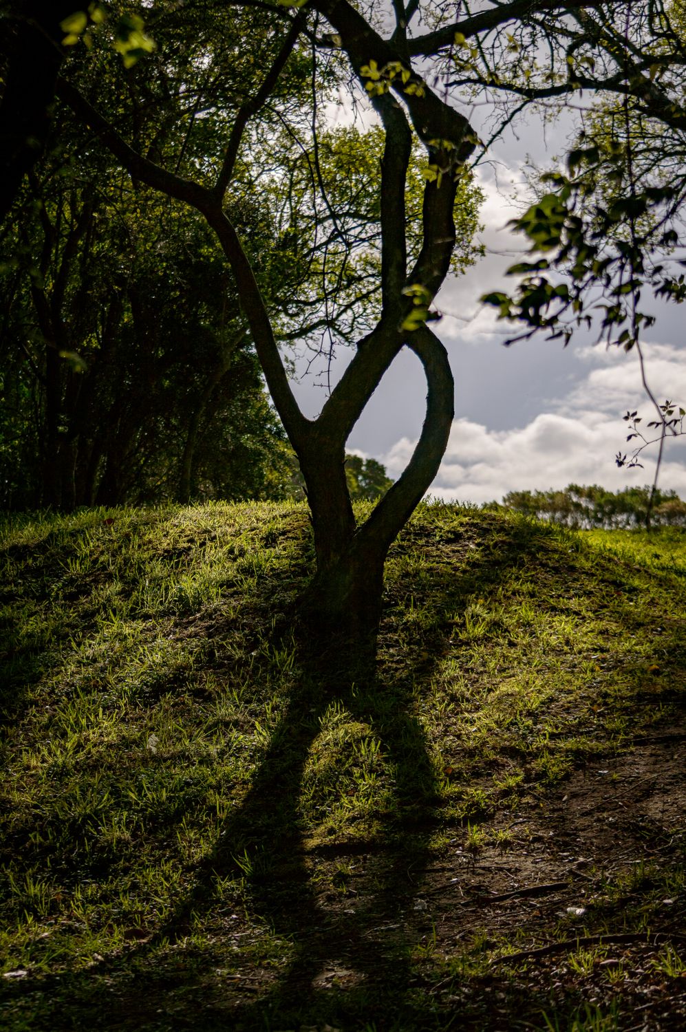 Tree And Shadow Tree and Its Shadow in Park · Free Stock Photo