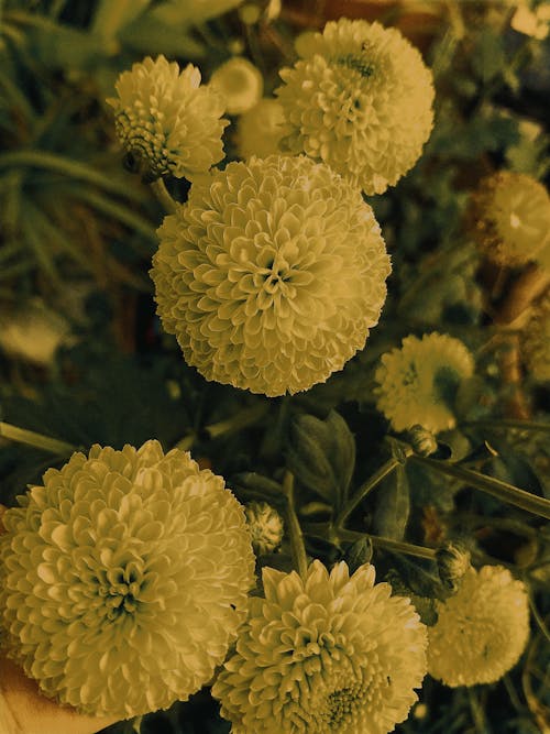 คลังภาพถ่ายฟรี ของ การถ่ายภาพดอกไม้, กำลังบาน, ดอกไม้