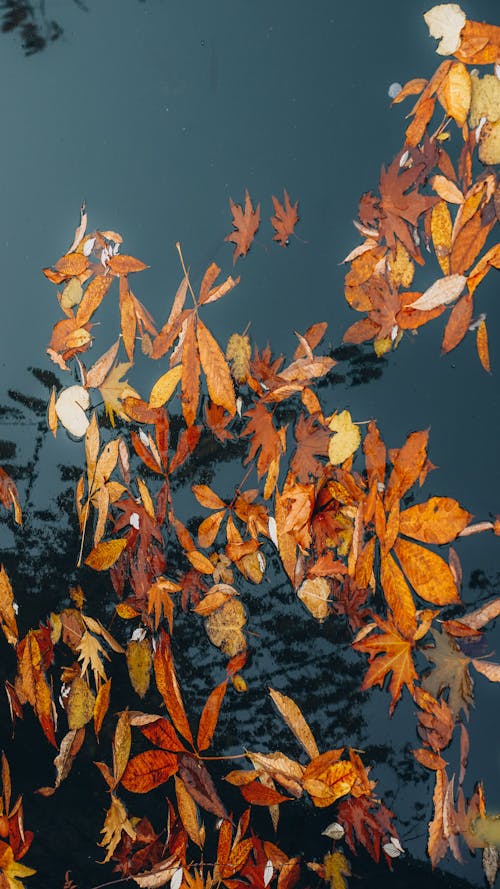 Brown Fallen Leaves on Water