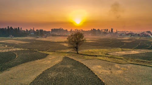 Tree in the Middle of a Field