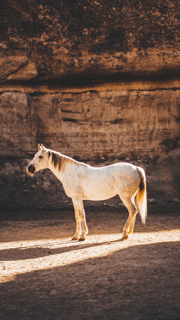 Side View Of A White Horse