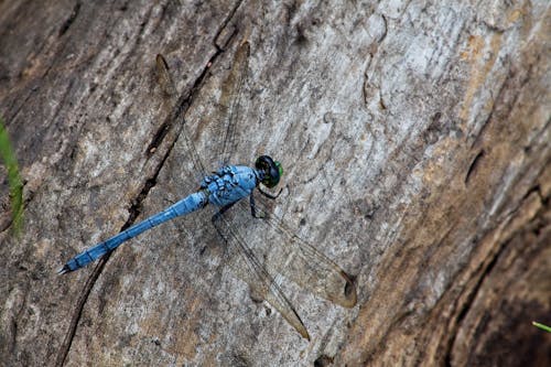 blue dragonfly