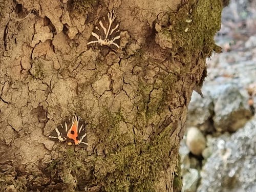 Butterflies on Brown Tree Trunk