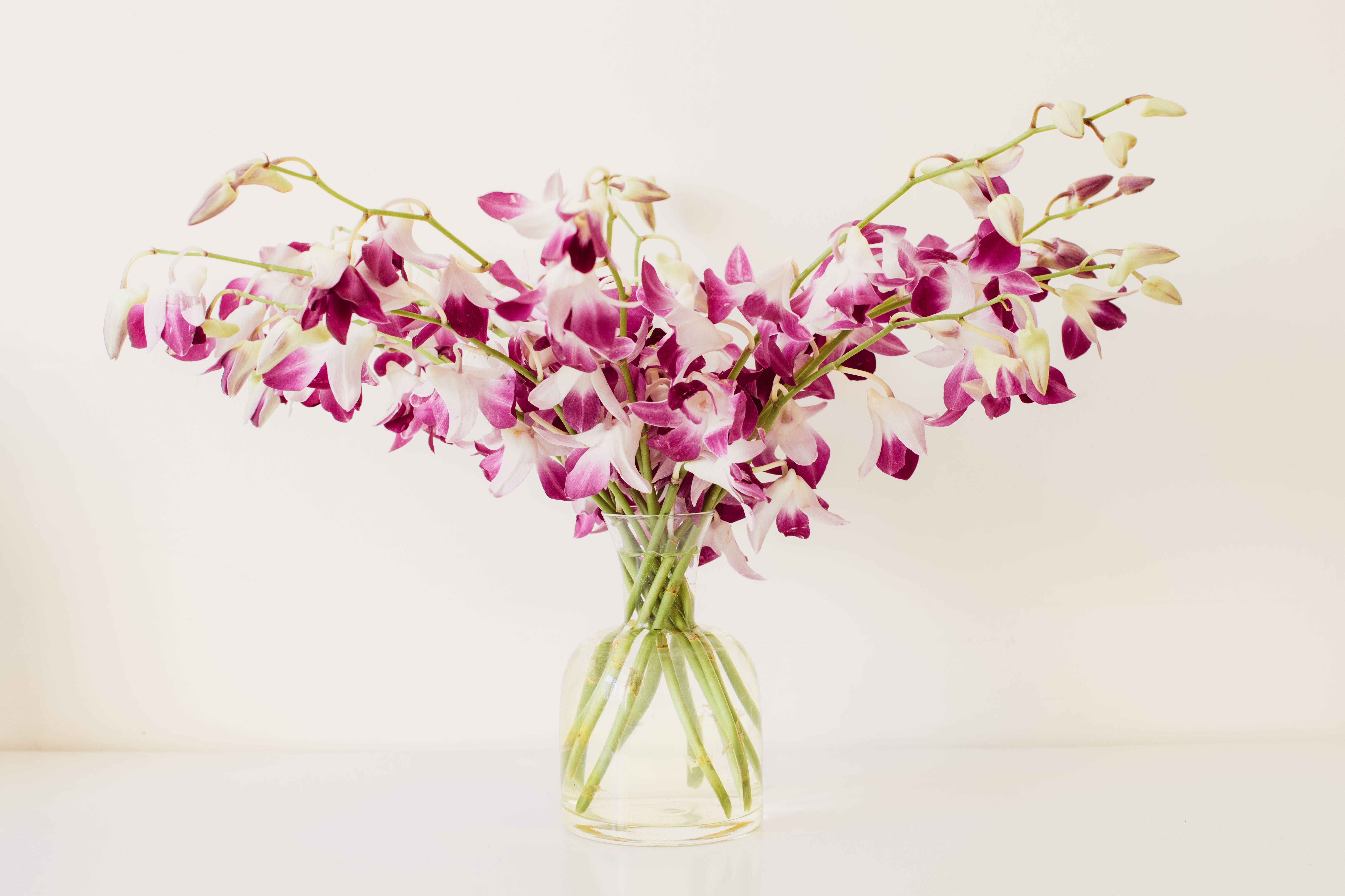 Beautiful Orchids Flowers in Vase