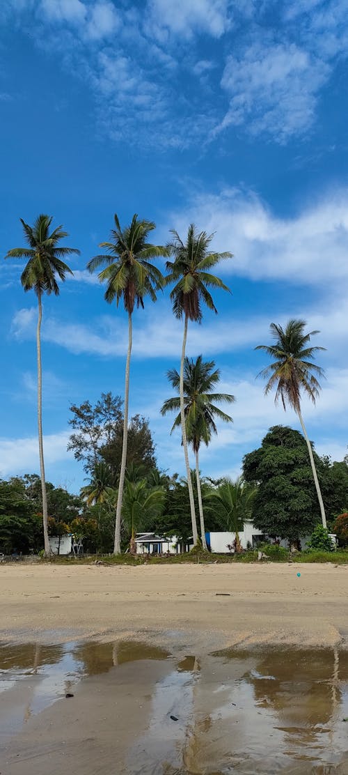 Бесплатное стоковое фото с кокосовые пальмы, красивое небо, пляж