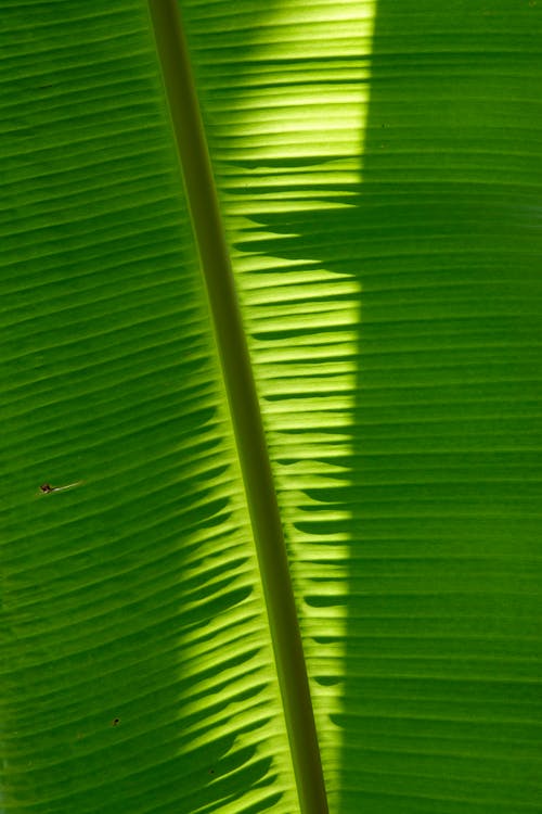Banana Leaf in Close Up Photography