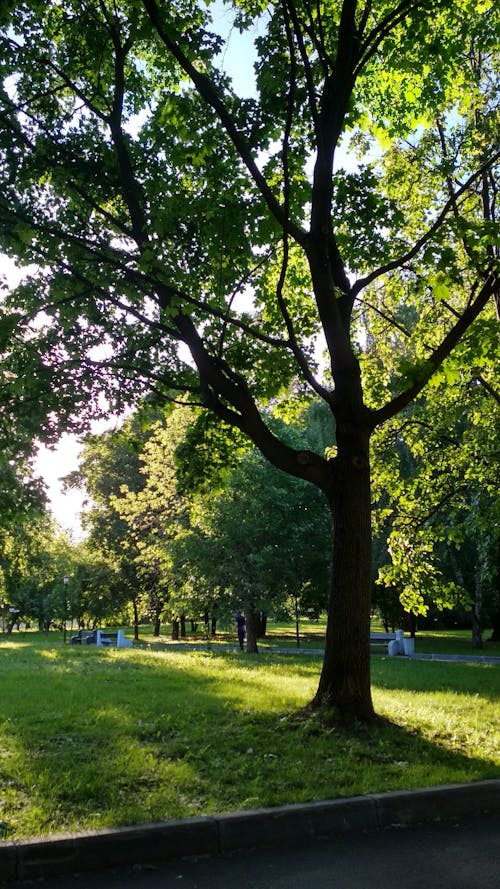 Základová fotografie zdarma na téma forestpark, fotografie přírody, příroda