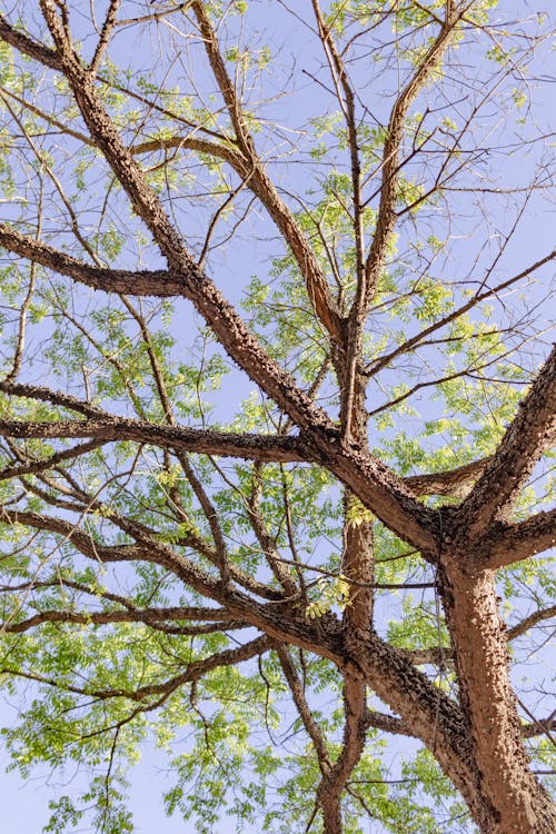 Fotos de stock gratuitas de árbol, cielo azul, cielo limpio