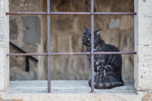 Foto stok gratis binatang, kucing, kucing hitam